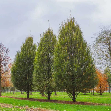 Carpen Columnar Frans Fontaine (Carpinus Betulus), carpen columnar, aspect arhitectural, coroana compacta, gradini moderne