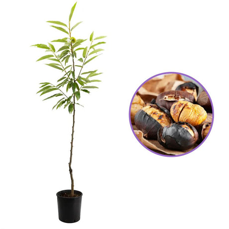 Castan Comestibil (Castanea Sativa), cu castane gustoase, an 3 pe rod