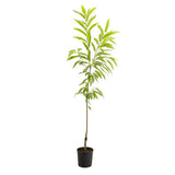 Castan Comestibil (Castanea Sativa) Marigoule, cu castane gustoase, an 2 pe rod