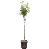 Castan Comestibil (Castanea Sativa) Marrone Castel Del Rio, cu castane gustoase, an 2 pe rod