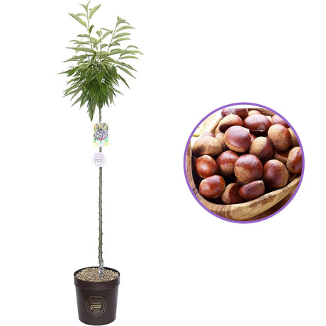 Castan Comestibil (Castanea Sativa) Marrone Castel Del Rio, cu castane gustoase, an 2 pe rod