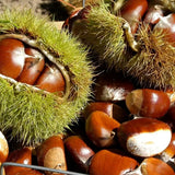 Castan Comestibil (Castanea Sativa) Marrone Di Marradi, cu castane gustoase, an 2 pe rod