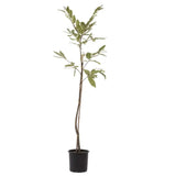 Castan Comestibil (Castanea Sativa) Marubia Di Cuneo, cu castane gustoase, an 2 pe rod