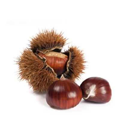 Castan Comestibil (Castanea Sativa) Marubia Di Cuneo, cu castane gustoase, an 2 pe rod
