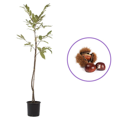 Castan Comestibil (Castanea Sativa) Marubia Di Cuneo, cu castane gustoase, an 2 pe rod
