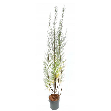 Catina Rosie (Tamarix Tetrandra) Rubra, decorativa cu flori roz-rosiatii, rezistenta la seceta si frig, iubitoare de soare, crestere rapida