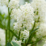 Kaliforniai orgona Ceanothus 'Millerton Point' – intenzív kék virágú örökzöld cserje