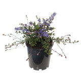 Liliac albastru californian (Ceanothus) Yankee Point, arbust vesnic verde, flori albastre parfumate, rezistenta frig, crestere rapida, gard viu sau planta solitara