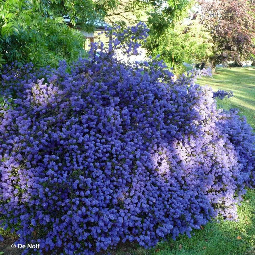 Liliac albastru californian (Ceanothus) Yankee Point, arbust vesnic verde, flori albastre parfumate, rezistenta frig, crestere rapida, gard viu sau planta solitara