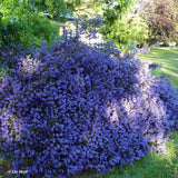 Liliac albastru californian (Ceanothus) Yankee Point, arbust vesnic verde, flori albastre parfumate, rezistenta frig, crestere rapida, gard viu sau planta solitara