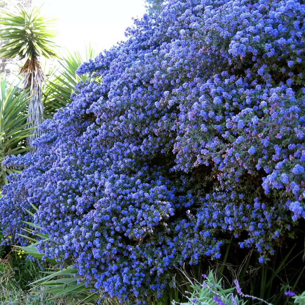 Liliac albastru californian (Ceanothus) Yankee Point, arbust vesnic verde, flori albastre parfumate, rezistenta frig, crestere rapida, gard viu sau planta solitara