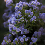 Liliac albastru californian (Ceanothus) Yankee Point, arbust vesnic verde, flori albastre parfumate, rezistenta frig, crestere rapida, gard viu sau planta solitara