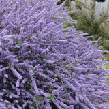 Liliac albastru californian de Munte Blue Jeans (Ceanothus Thyrsiflorus), cu flori albastre, vesnic verde