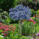Liliac Californian Tip Copac Repens (Ceanothus Thyrsiflorus), cu flori albastre, vesnic verde