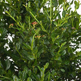 Liliac Californian Tip Copacel Victoria (Ceanothus), cu flori albastre spectaculoase, vesnic verde,, rezistent si decorativ
