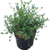 Liliac albastru californian Blue Sapphire (Ceanothus Impressus), arbust decorativ cu flori albastre pentru gradina, gard viu sau planta solitara