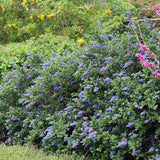 Liliac albastru californian Blue Sapphire (Ceanothus Impressus), arbust decorativ cu flori albastre pentru gradina, gard viu sau planta solitara