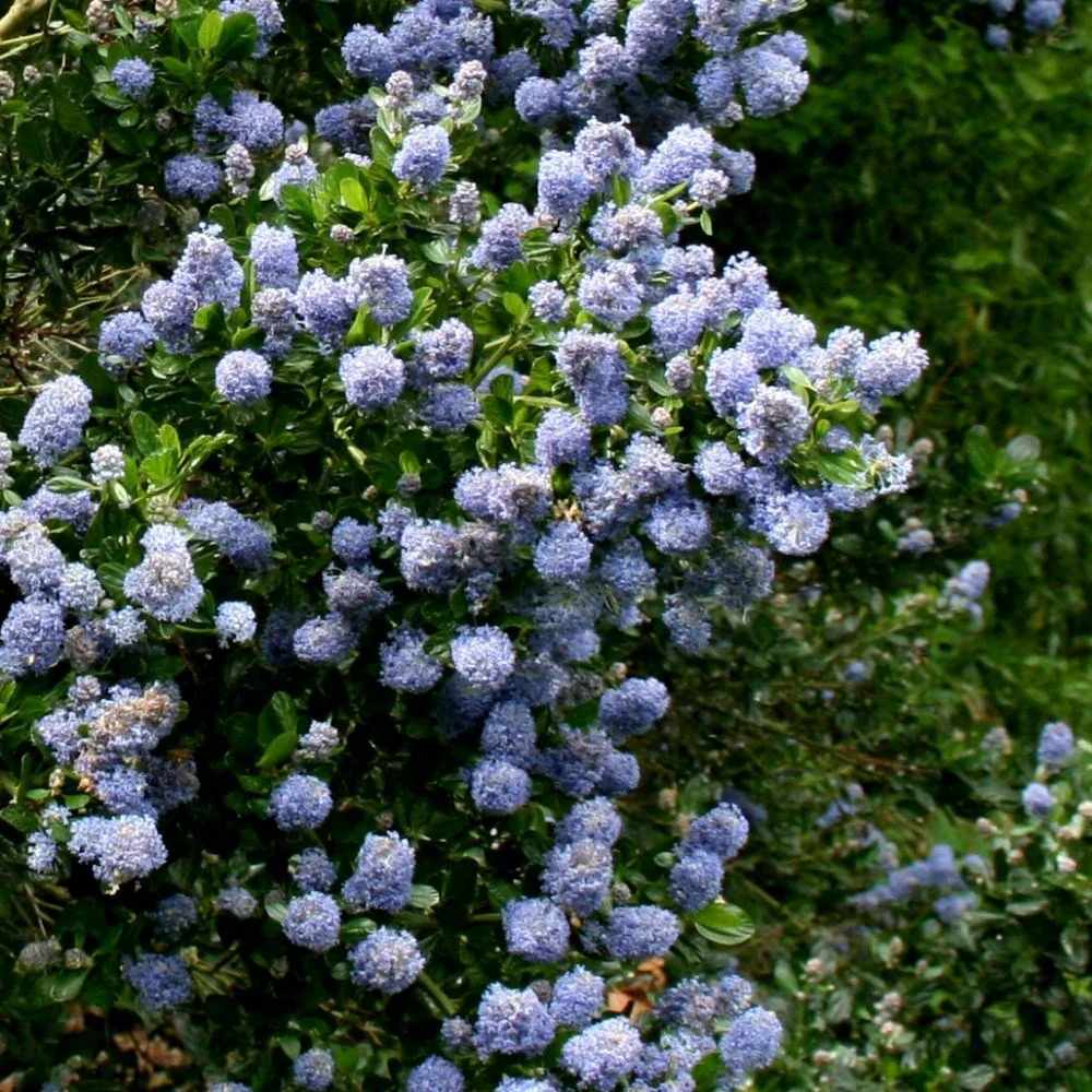 Kaliforniai orgona Ceanothus 'Skylark' – bőséges kék virágzású örökzöld díszcserje