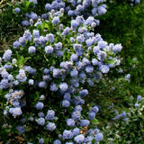 Kaliforniai orgona Ceanothus 'Skylark' – bőséges kék virágzású örökzöld díszcserje