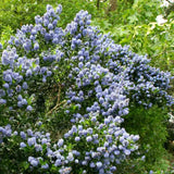Kaliforniai orgona Ceanothus 'Skylark' – bőséges kék virágzású örökzöld díszcserje