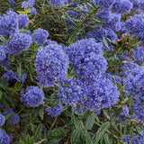 Kaliforniai orgona Ceanothus 'Skylark' – bőséges kék virágzású örökzöld díszcserje