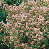 Liliac californian Marie Simon (Ceanothus), arbust decorativ vesnic verde cu flori roz parfumate, planta solitara sau gard viu