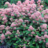 Liliac californian Marie Simon (Ceanothus), arbust decorativ vesnic verde cu flori roz parfumate, planta solitara sau gard viu