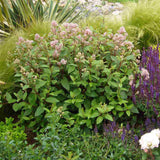 Liliac californian Marie Simon (Ceanothus), arbust decorativ vesnic verde cu flori roz parfumate, planta solitara sau gard viu
