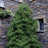 Cedru Japonez Kitayama (Cryptomeria), forma piramidala, vesnic verde, rezistenta la frig