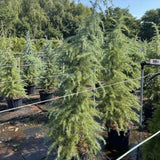 Cedru de Himalaya Albastru (Cedrus Deodara), conifer ornamental cu ace verde-albastrui moi si arcuite, vesnic verde, crestere rapida