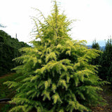 Cedru de Himalaya Auriu (Cedrus Deodara Aurea), conifer ornamental cu ace moi arcuite aurii, vesnic verde, crestere rapida