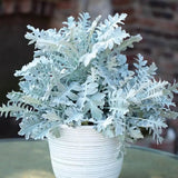 Centaurea Silver Fountain, frunze argintii decorative, flori roz, perena rustica rezistenta