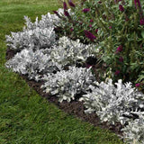 Centaurea Silver Fountain, frunze argintii decorative, flori roz, perena rustica rezistenta