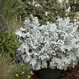 Centaurea Silver Fountain, frunze argintii decorative, flori roz, perena rustica rezistenta