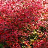 Arborele de zahar Katsura (Cercidiphyllum Japonicum), colorit de toamna, parfum dulceag de caramel