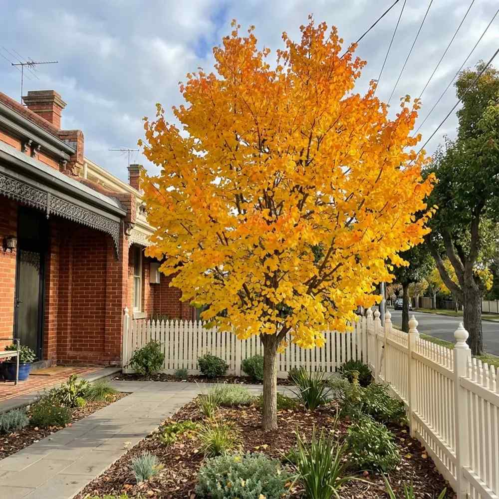 Katsura (Cercidiphyllum japonicum) – látványos őszi lombszínnel, édeskés karamellillatú levelekkel