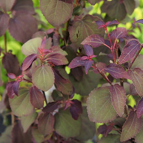 Arborele de zahar Rotfuchs (Cercidiphyllum Japonicum), cu frunzis rosu-violaceu, parfum dulce de zahar ars