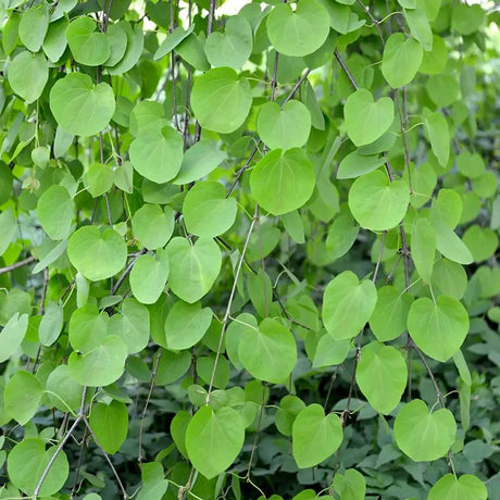 Katsura fa 'Pendulum' – elegáns síró koronájú díszfa karamell illattal