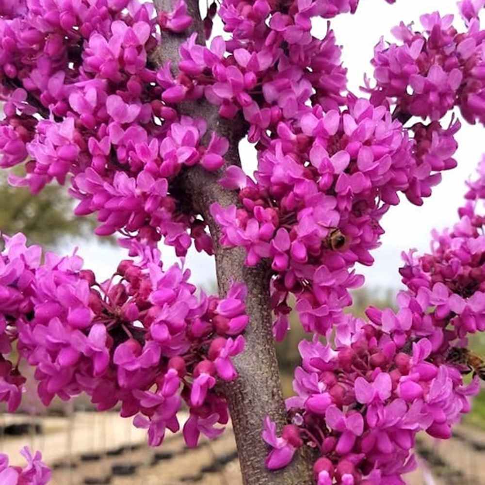 Júdásfa (Cercis Canadensis), látványos rózsaszín virágok közvetlenül a száron és az ágakon, szív alakú levelek, tökéletes árnyékolóknak