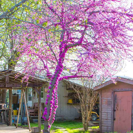 Júdásfa (Cercis Canadensis), látványos rózsaszín virágok közvetlenül a száron és az ágakon, szív alakú levelek, tökéletes árnyékolóknak