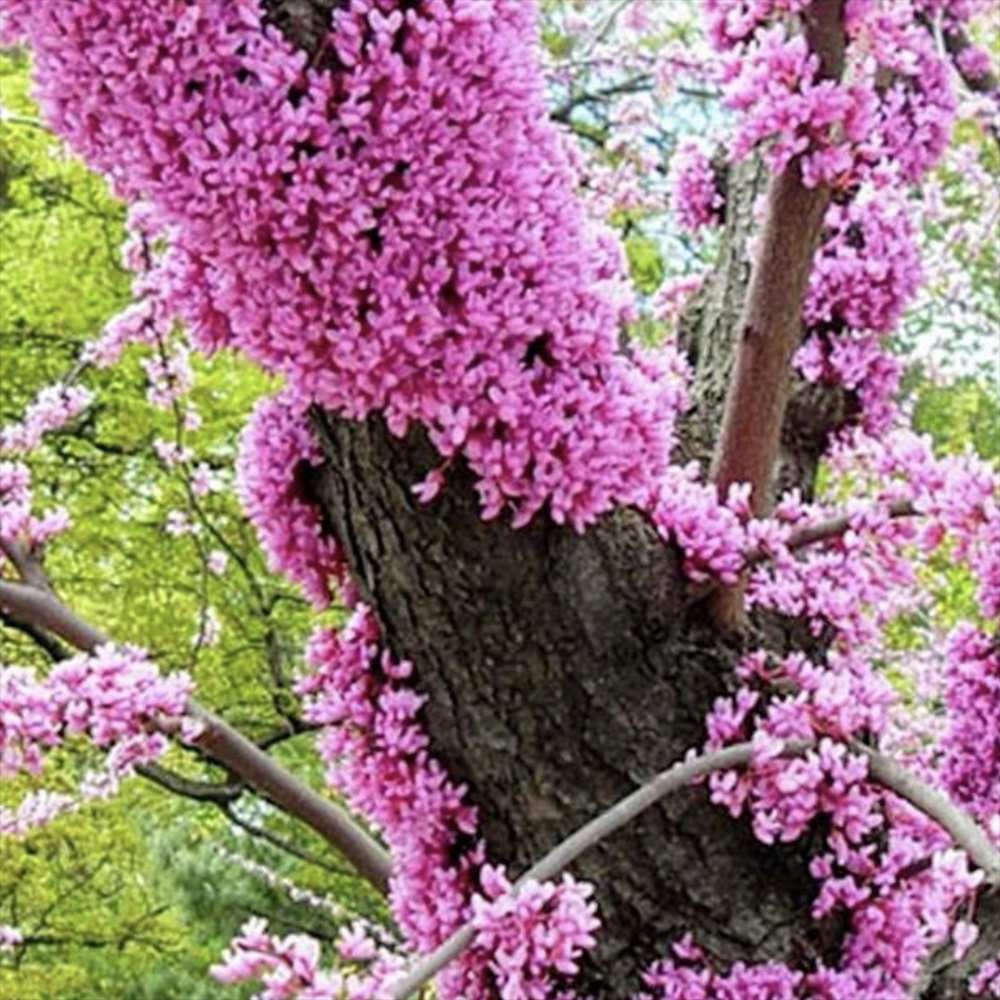 Júdásfa (Cercis) Aranyszív, aranyló lombozatú és látványos rózsaszín, szív alakú virágokkal rendelkező fa, közvetlenül a száron és az ágakon.