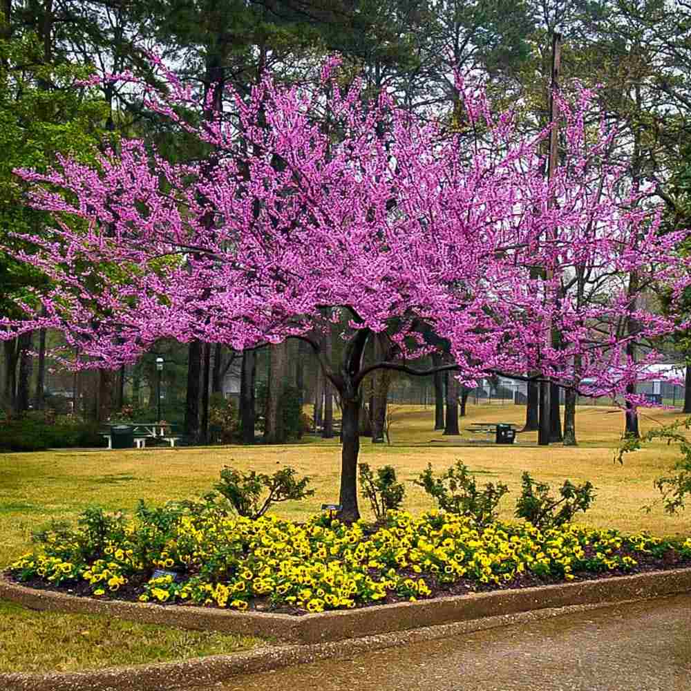 Júdásfa (Cercis Canadensis), látványos rózsaszín virágok közvetlenül a száron és az ágakon, szív alakú levelek, tökéletes árnyékolóknak