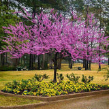 Júdásfa (Cercis Canadensis), látványos rózsaszín virágok közvetlenül a száron és az ágakon, szív alakú levelek, tökéletes árnyékolóknak