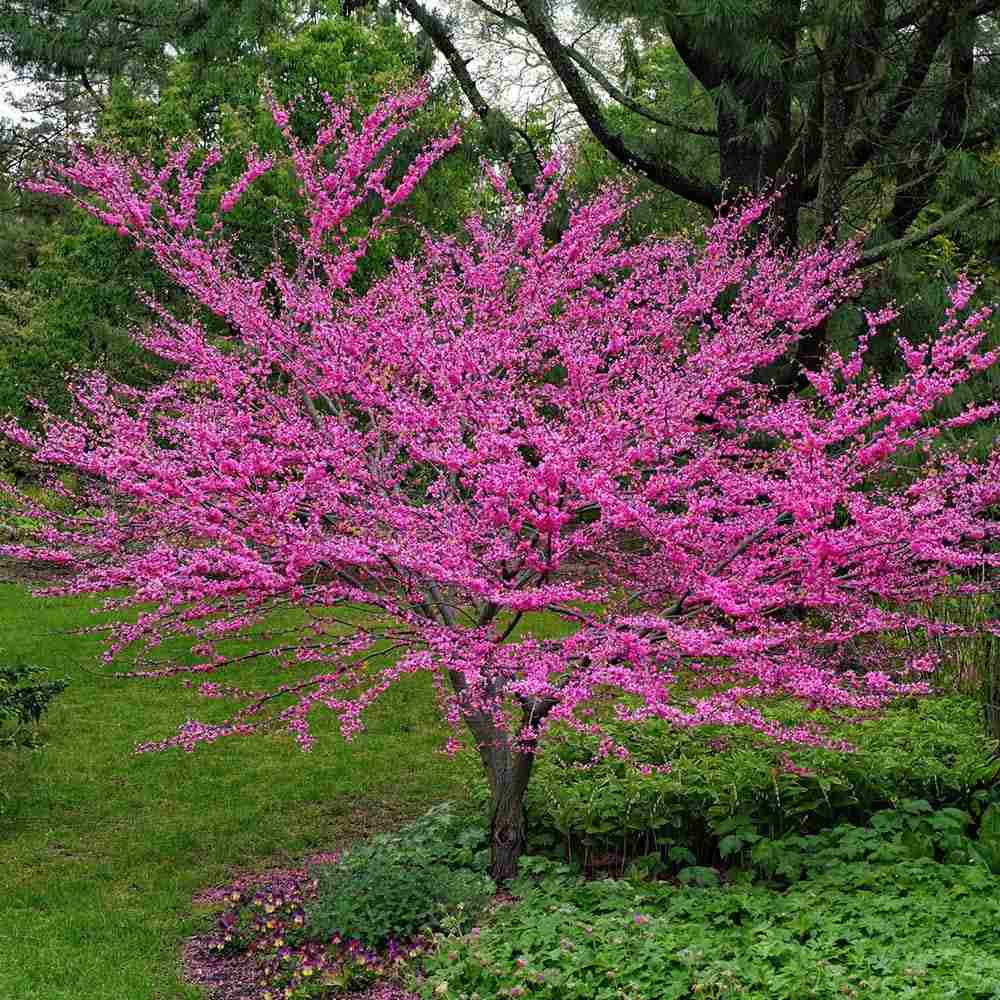 Júdásfa (Cercis Canadensis), látványos rózsaszín virágok közvetlenül a száron és az ágakon, szív alakú levelek, tökéletes árnyékolóknak