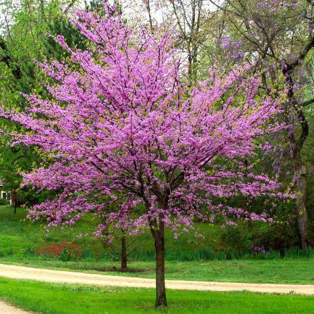 Júdásfa (Cercis Canadensis), látványos rózsaszín virágok közvetlenül a száron és az ágakon, szív alakú levelek, tökéletes árnyékolóknak