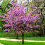 Júdásfa (Cercis Canadensis), látványos rózsaszín virágok közvetlenül a száron és az ágakon, szív alakú levelek, tökéletes árnyékolóknak