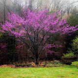 Júdásfa (Cercis Canadensis), látványos rózsaszín virágok közvetlenül a száron és az ágakon, szív alakú levelek, tökéletes árnyékolóknak