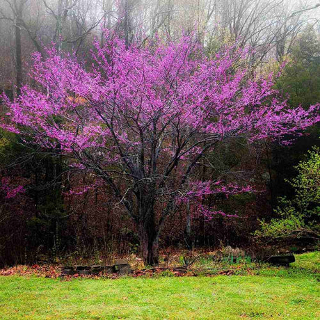 Júdásfa (Cercis Canadensis), látványos rózsaszín virágok közvetlenül a száron és az ágakon, szív alakú levelek, tökéletes árnyékolóknak