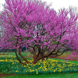 Júdásfa (Cercis Canadensis), látványos rózsaszín virágok közvetlenül a száron és az ágakon, szív alakú levelek, tökéletes árnyékolóknak