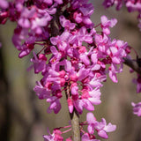 Arborele lui Iuda Plangator Lavender Twist, cu flori roz-mov si direct pe tulpina si ramuri, crengi arcuite pletosi, pentru gradini mici